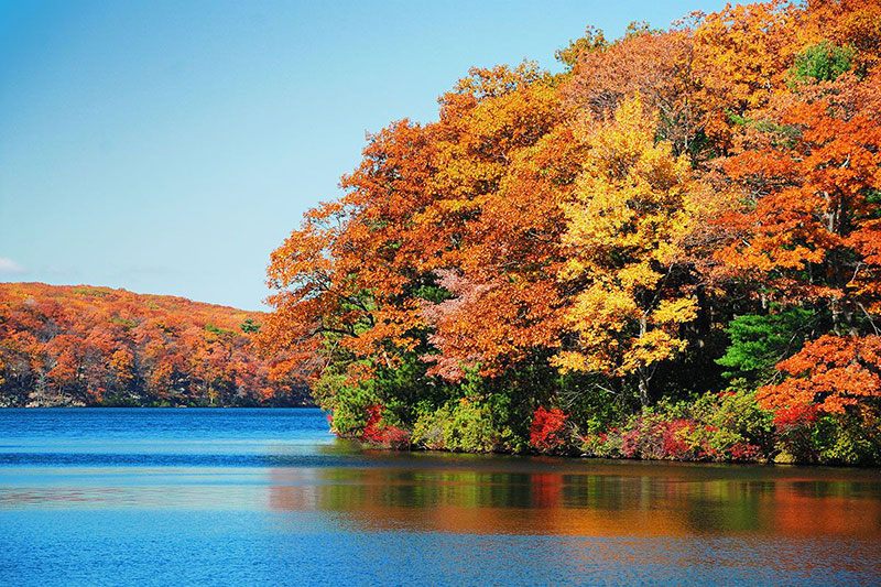 Autumn trees above a lake